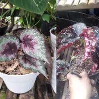 paket 2 tanaman begonia rex pelangi+mocca