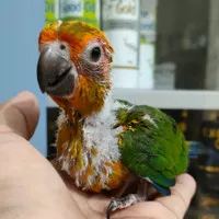 BURUNG SUN CONURE BABY