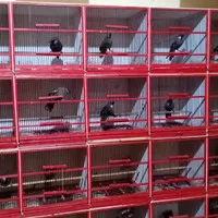Burung Poksay Hongkong Bahan Mulus