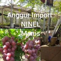 Bibit Cutting Anggur Import Ninel Batang Stek Anggur Impor Ninel Manis