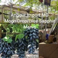 Bibit Cutting Anggur Import MD Moondrop Batang Stek Anggur Hitam Manis