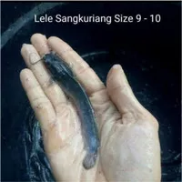 Bibit Lele Sangkuriang size 9-10cm