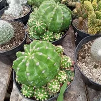 Echinopsis ancistrophora jumbo/kaktus ownroot/kaktus murah