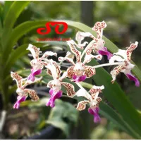 Vanda tricolor var. Jawa Barat