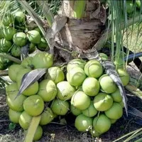 Bibit Pohon kelapa entok cebol Agryfarm 4-5 tahun` berbuah 50-80cm