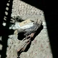 Dekorasi hiasan aquascape terarium hardscape kayu rentek fosil unik