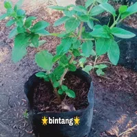 bibit tanaman sancang hijau bahan bonsai