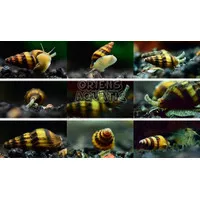 Hiasan Aquascape - Keong Assasin Snail Si Pembasmi Hama (100e)