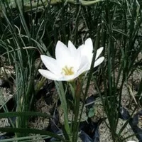 tanaman hias kucai bunga - bunga tulip putih