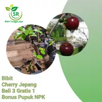 Bibit Tanaman Buah Cherry Jepang Super Asli