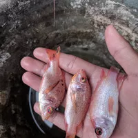 bibit ikan nilaerah bangkok //mujair merah berkualitas