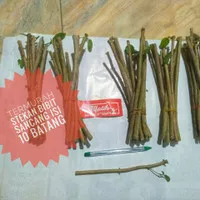 Bahan Bonsai Tanaman Hias Sancang Premna microphylla Stek