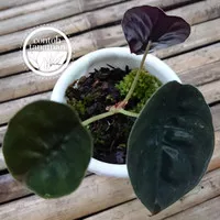 Tanaman Keladi tengkorak - Alocasia Cuprea