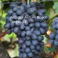 bibit anggur autumn royal seedless