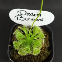 Tanaman karnivora drosera burmanii