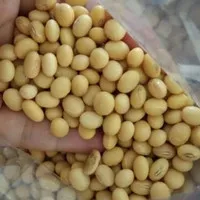 Bibit/ Biji kacang kedelai 1 kg