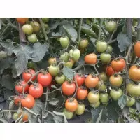 Benih Tomat Servo-f1