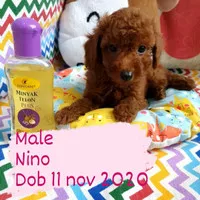 ANAK ANJING PELIHARAAN RED TOY POODLE