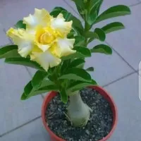 tanaman hias kamboja jepang mini/bibit tanaman adenium/