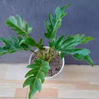 Pohon Philo Xanadu Tanaman Hias Indoor Philodendron Xanadu