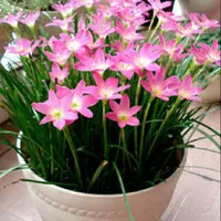 Bibit tanaman hias bunga kucai lili /Lily hujan