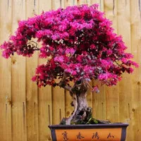 bibit tanaman hias bonsai serut merah