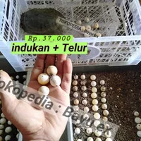 Telur kura bulus labi GRATIS indukan