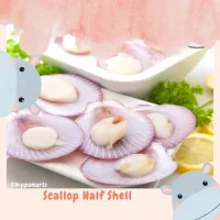Scallop Half Shell / kerang simping / kerang kampak / export quality - 250gr