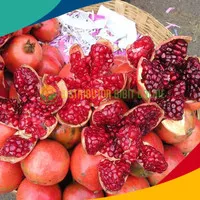 Bibit buah delima merah biji lunak red ruby pomegranate spanyol