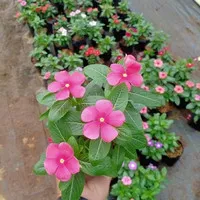 bunga vinca pink - tanaman hias bunga vinca pink