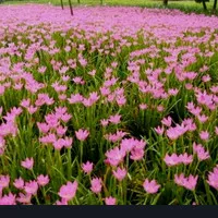 tanaman hias kucai tulip bunga pink