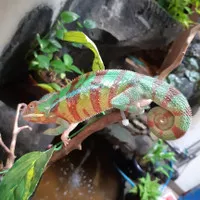 Panther Chameleon Redbar Minusan