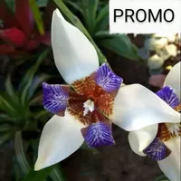 Bunga Neomarica Gracilis | tanaman hias bunga iris biru putih / airis