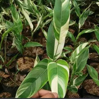 tanaman hias pohon heloconia varigata - pisang pisang varigata