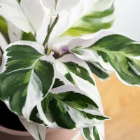 calathea white fushion - loisae tissue putih