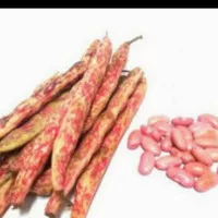 kacang merah 1 kg