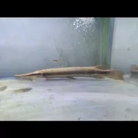 ikan aligator red gar 11-13 cm