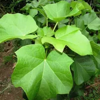 bibit tanaman pohon jarak/daun jarak herbal