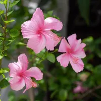 Tanaman hias Bibit Hibiscus Pink Beauty - Kembang Sepatu Pink Beauty