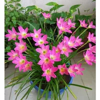 tanaman hias kucai tulip bunga pink - Tanaman Hidup-(Rain,Bunga Lily H