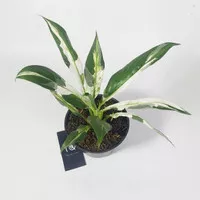 Bibit Spathiphyllum Peace Lily Variegata - Tanaman hias Spatufilum