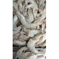 Udang Besar Segar | Udang Super Segar | Udang 1 Kg | Udang Super