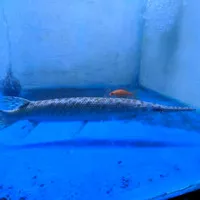 Ikan Aligator Florida Gar 26-28cm