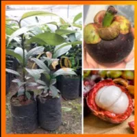 Bibit Tanaman Manggis Super - pohon manggis