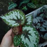 Tanaman begonia Rex pelanggi