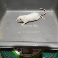 Tikus putih rat baby bukan mencit