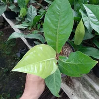 Anthurium Hookeri 6-8 daun