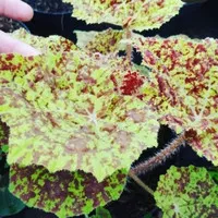 tanaman begonia rex madu