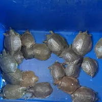 labi labi bulus kecil 1kg isi 3-4