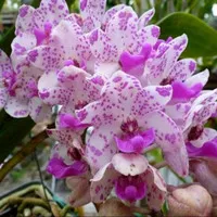 Rhynchostylis Gigantea 'Ply' DEWASA